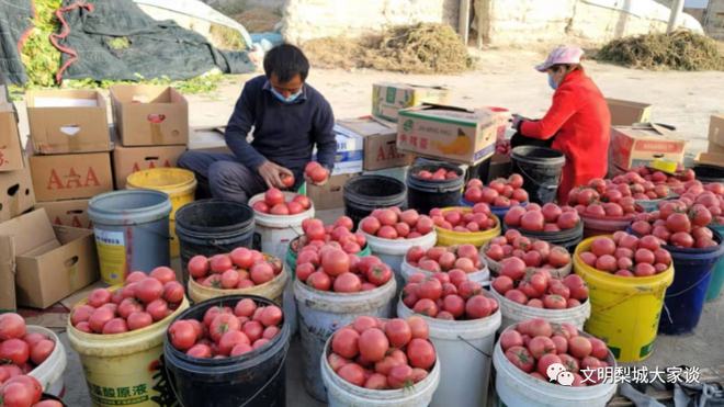 澳门沙金你吃的新鲜菜许多来自这里(图4)