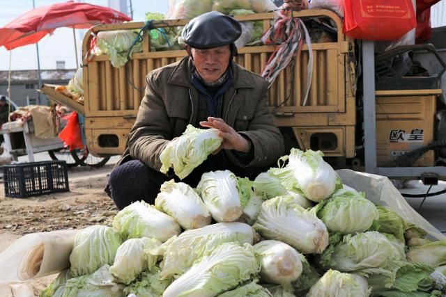 澳门沙金上市场买白菜挑大棵还是小棵的好？