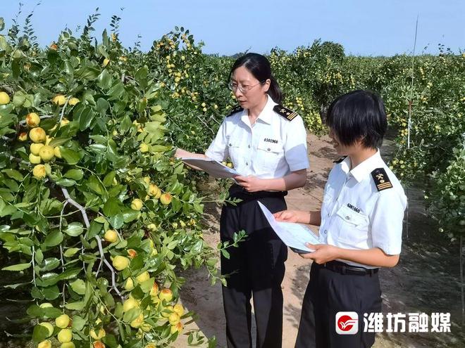 澳门沙金(中国)在线平台出口水果名单+1！潍坊鲜枣首次出口闯市场(图2)