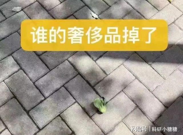 澳门沙金疫情买菜难青菜成为奢侈品？一文教