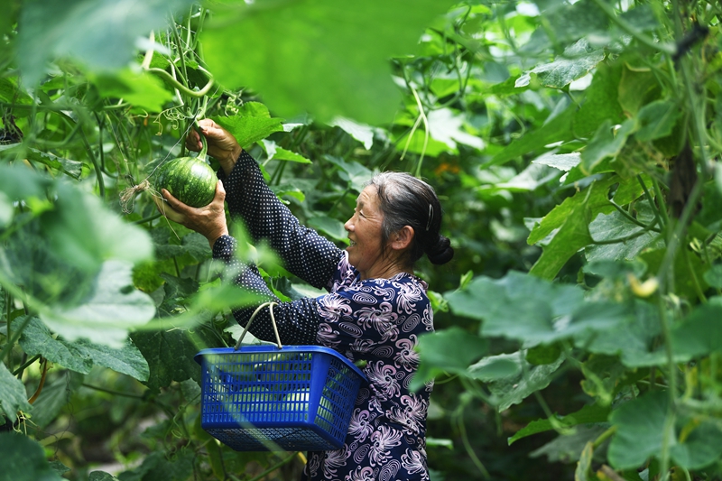 澳门沙金重庆渝北：高山蔬菜助力乡村振兴(图2)