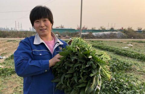 澳门沙金(中国)在线平台阿里社区电商淘菜菜100万斤平价菠菜进入市场(图1)