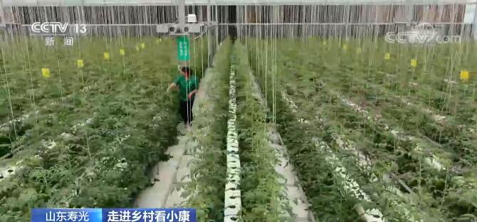 澳门沙金【走进乡村看小康】山东寿光：种植技术智能化大棚“玩”出新花样(图4)