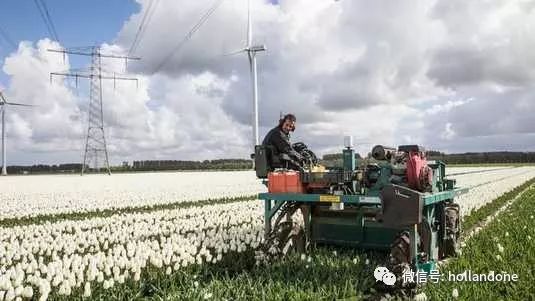 澳门沙金(中国)在线平台小小荷兰出口大国