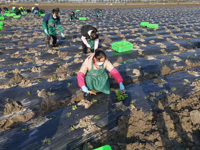 澳门沙金多数蔬菜价格保持每斤1—6元中低价沪菜市场连续4个月菜价稳定且不贵！老谢(图5)