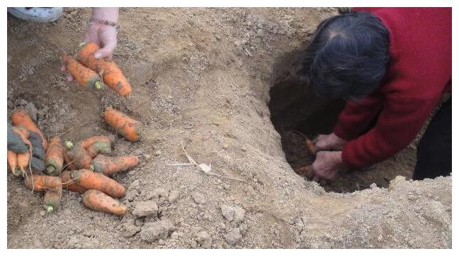 澳门沙金(中国)在线平台蔬菜埋在地窖能吃一冬天农村人这样存储蔬菜谁见过(图2)