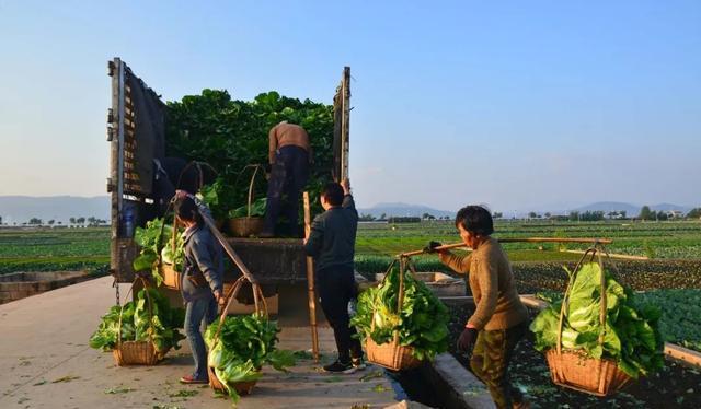 澳门沙金云南最大的蔬菜生产基地——通海蔬菜销往广东和越南泰国老挝(图4)