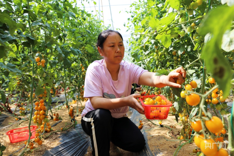 澳门沙金(中国)在线平台甘肃庆阳西峰：蔬菜大棚尽显“科技范”(图3)