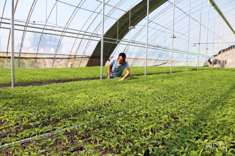 澳门沙金(中国)在线平台甘肃庆阳西峰：蔬菜大棚尽显“科技范”(图2)