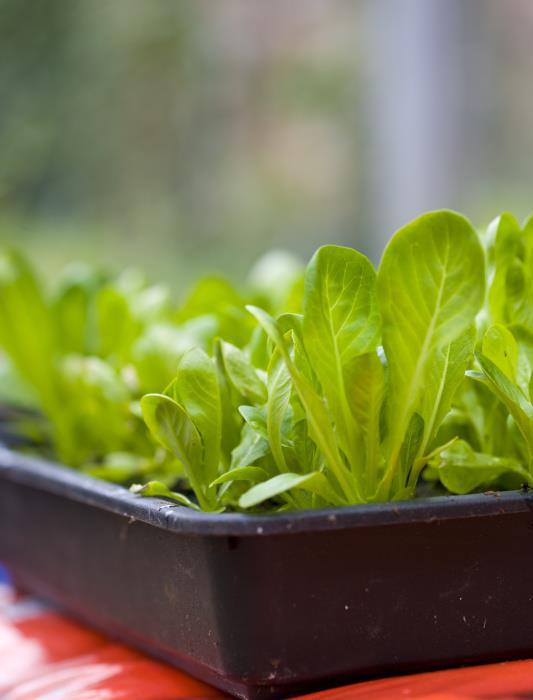 澳门沙金(中国)在线平台小菜园日记莴笋的种植时间和种植方法(图2)