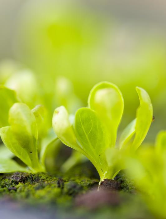 澳门沙金(中国)在线平台小菜园日记莴笋的种植时间和种植方法(图4)