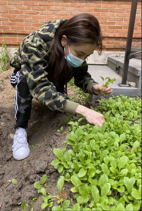 澳门沙金(中国)在线平台baby分享种菜日记一个月种出鸡毛菜满满都是丰收的喜悦(图2)