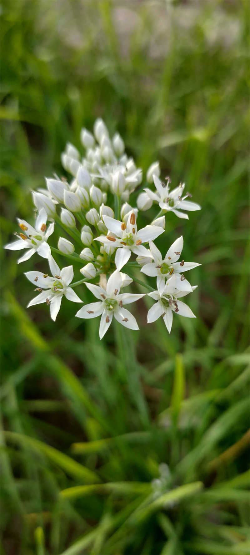 澳门沙金(中国)在线平台怎样种菜(图1)