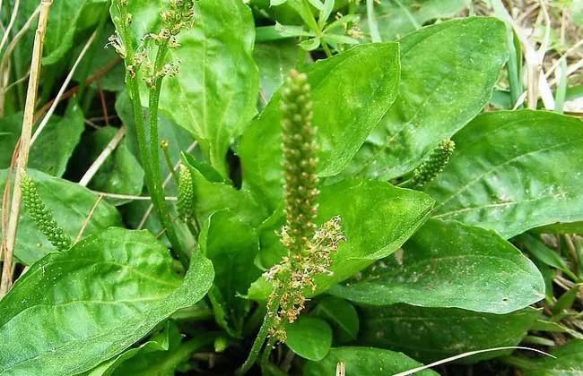 澳门沙金(中国)在线平台太平农村十大野菜排名你觉得哪一种最好吃？(图3)