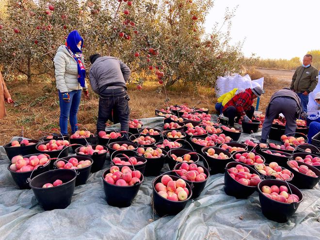 澳门沙金(中国)在线平台陕西、甘肃、山东、新疆苹果有什么区别？口感差别大？价格有(图6)