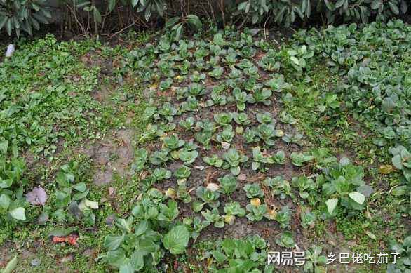 澳门沙金栽种菜苗怎么能活得好 两种好办法 让菜苗活得好还爱长(图3)