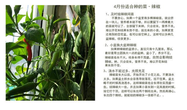 澳门沙金揭秘：4月份可以种植这些蔬菜掌握技巧天天吃新鲜菜(图2)