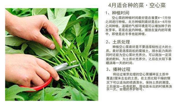 澳门沙金揭秘：4月份可以种植这些蔬菜掌握