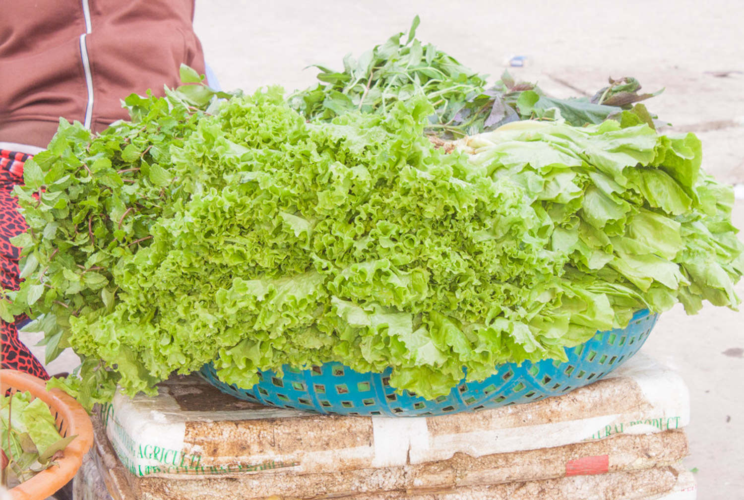 澳门沙金生菜怎么种植容易发芽