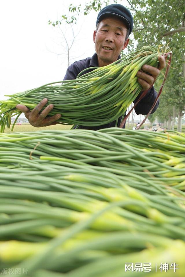 澳门沙金(中国)在线平台自己在家建一个冷库春天存一些蔬菜等价格高点时卖可以吗？(图2)