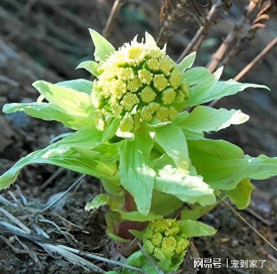 澳门沙金(中国)在线平台河边一种野菜开花像绣球能窜2米高掐个叶子炒一盘菜(图4)