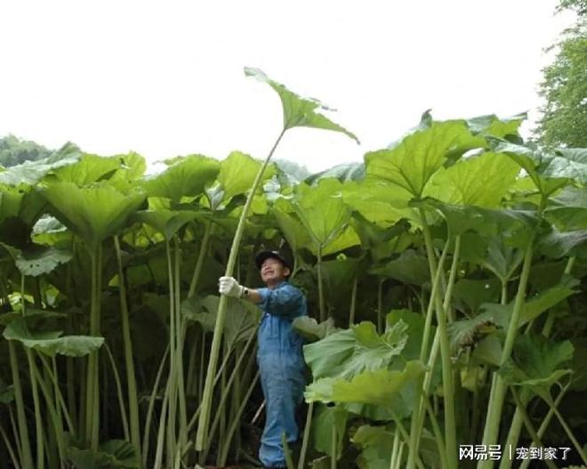 澳门沙金(中国)在线平台河边一种野菜开花像绣球能窜2米高掐个叶子炒一盘菜(图3)