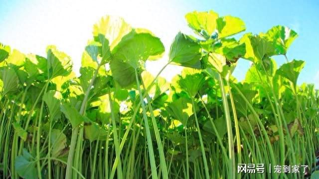 澳门沙金(中国)在线平台河边一种野菜开花像绣球能窜2米高掐个叶子炒一盘菜(图7)