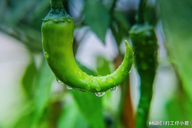 澳门沙金(中国)在线平台惊蛰节后有8种蔬菜可以种3个月后就可收获农民抓紧时间播种(图5)