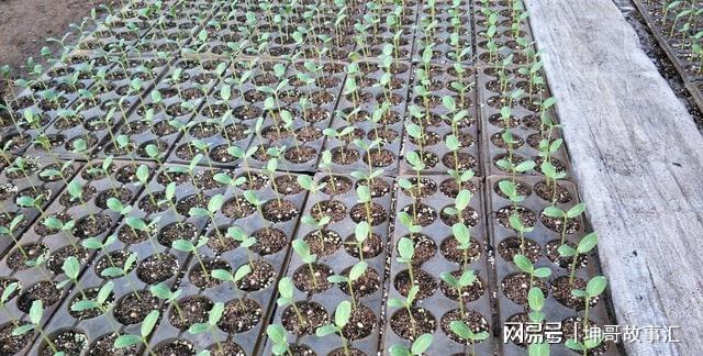 澳门沙金马上进入2月份这10种蔬菜可以育苗种植了不要错过最佳时间(图2)