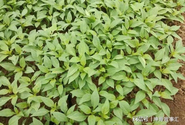 澳门沙金马上进入2月份这10种蔬菜可以育