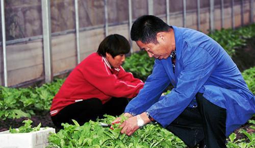 澳门沙金农村自带水珠的蔬菜外形像极了茼蒿可生吃还能够治疗三高(图5)