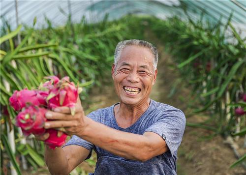 澳门沙金(中国)在线平台20年的火龙果白吃了白心火龙果和红心的区别这么大别再乱买(图9)