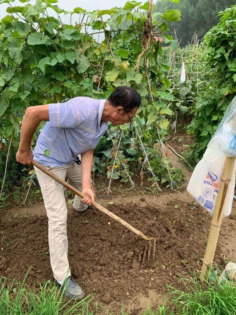 澳门沙金(中国)在线平台京郊租地种菜蔚然成风 专家称后续市场空间存疑(图6)