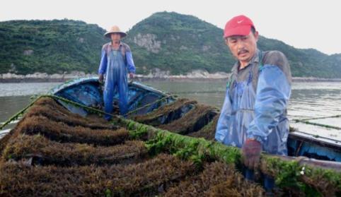 澳门沙金(中国)在线平台它被日本人视为“长寿菜”补钙比牛奶强中国盛产却少有人知道(图2)