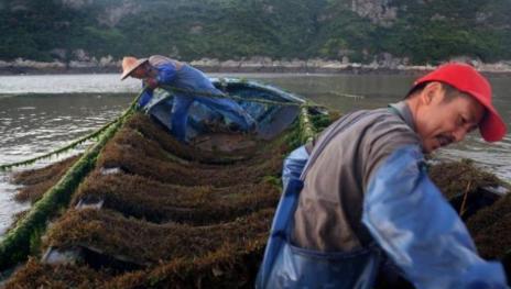 澳门沙金(中国)在线平台它被日本人视为“长寿菜”补钙比牛奶强中国盛产却少有人知道(图3)