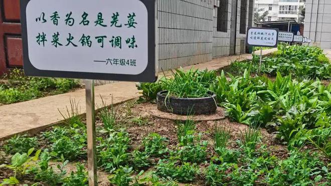 澳门沙金(中国)在线平台有趣！菜园里的顺