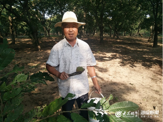 澳门沙金(中国)在线平台临沭万亩板栗喜获丰收 “在线”教你挑出好吃的栗子(图2)