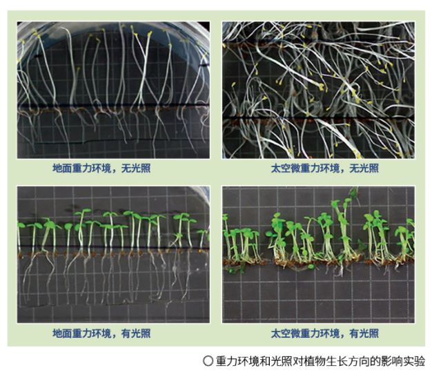 澳门沙金航天员也能吃到新鲜蔬菜！太空“菜农”的丰收日志(图2)