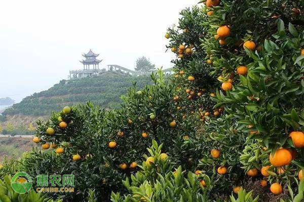 澳门沙金(中国)在线平台如何在菜市场挑选