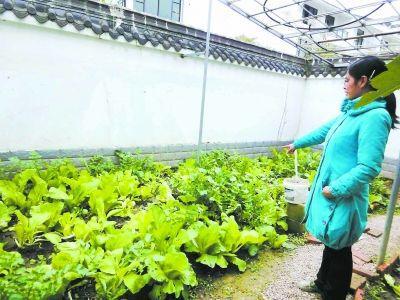 澳门沙金(中国)在线平台农村庭院到了种菜的季节种植这些“懒人菜”管理方便收获多(图2)