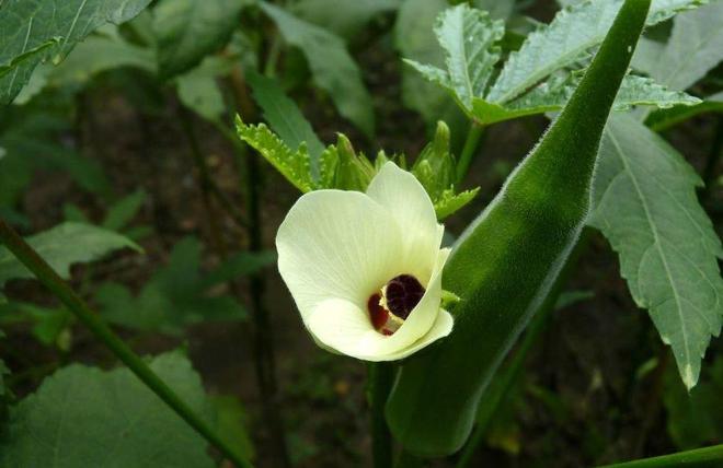 澳门沙金春分过后农村菜园子种植这些“懒人菜”种植简单收获满满(图5)