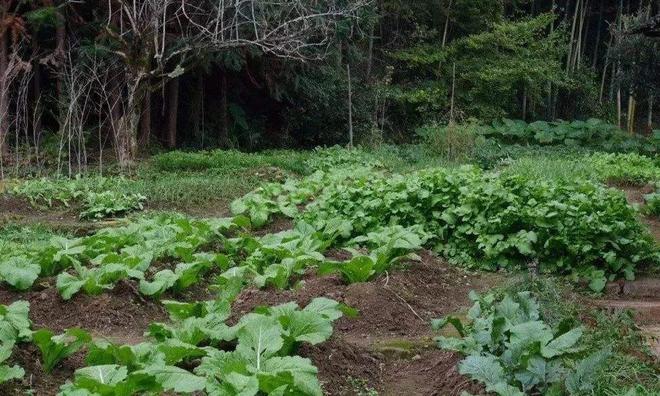 澳门沙金春分过后农村菜园子种植这些“懒人菜”种植简单收获满满(图2)