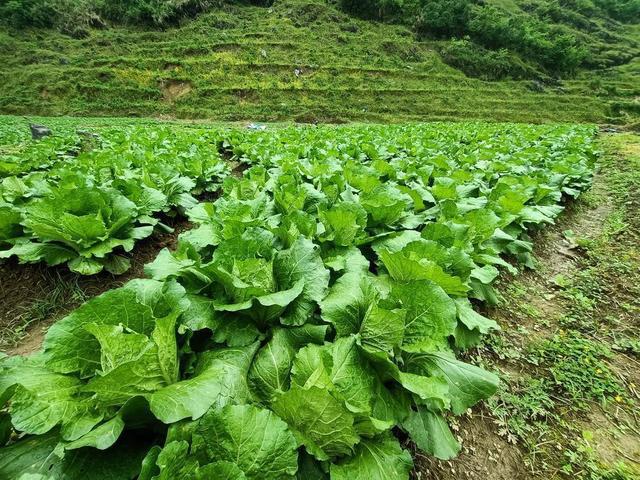 澳门沙金(中国)在线平台韶关乐昌积极发展高山蔬菜描绘产业振兴绿色画卷(图2)