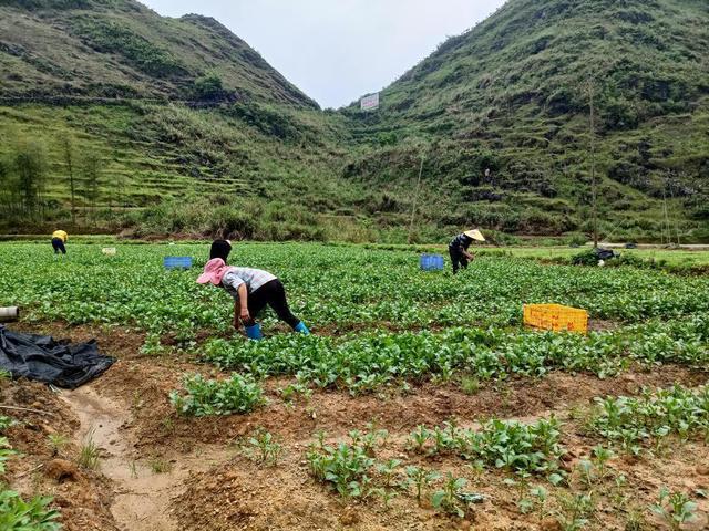 澳门沙金(中国)在线平台韶关乐昌积极发展高山蔬菜描绘产业振兴绿色画卷(图3)