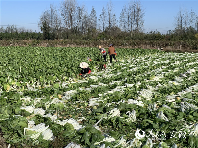 澳门沙金(中国)在线平台泾县马鞍村：一棵