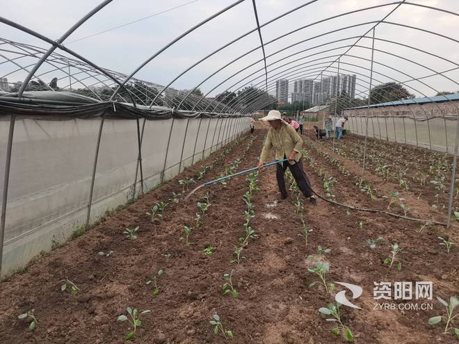 澳门沙金秋播秋种正当时 大棚花菜种植忙