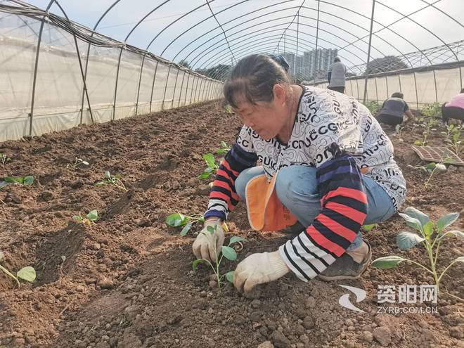 澳门沙金秋播秋种正当时 大棚花菜种植忙(图2)