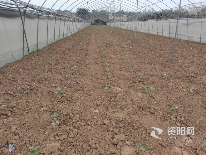 澳门沙金秋播秋种正当时 大棚花菜种植忙(图3)