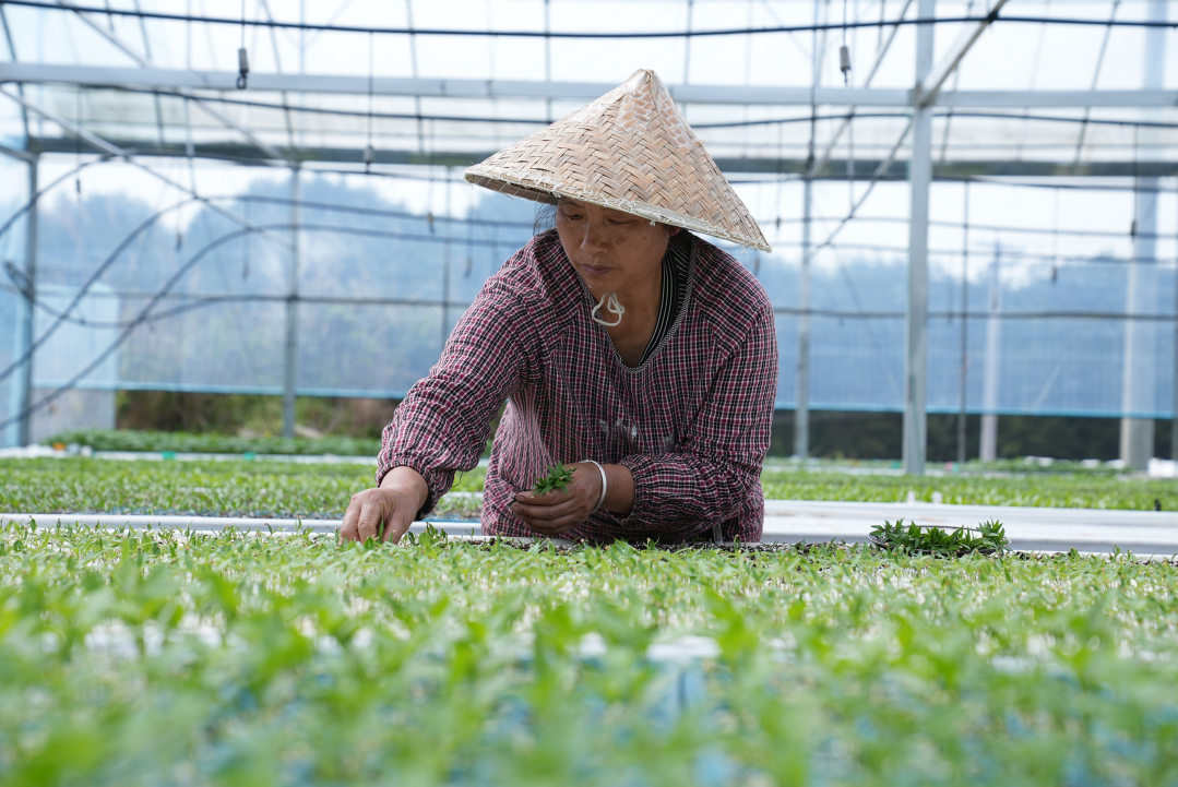 澳门沙金(中国)在线平台【高质量发展蹲点采访】凯里：新鲜蔬菜走进深圳市民“餐桌”(图4)