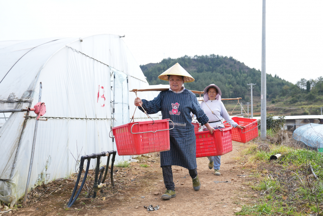 澳门沙金(中国)在线平台【高质量发展蹲点采访】凯里：新鲜蔬菜走进深圳市民“餐桌”(图7)